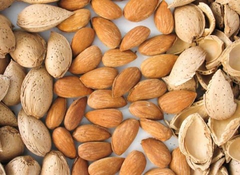 خرید و فروش و قیمت عمده مغز بادام مامایی